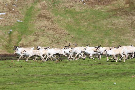 Manada de renas em Ocean Harbour, na Geórgia do Sul (foto de Mitch Jasechko)